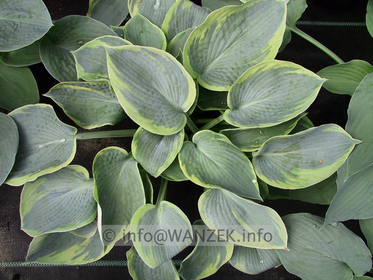 Hosta tokudama flavo-circinalis 09.jpg